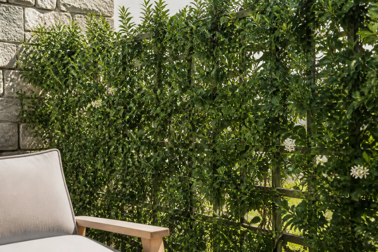 Jasmin étoilé brise-vue sur treillis, écran végétal dense masquant un mur de pierre près d’une terrasse.