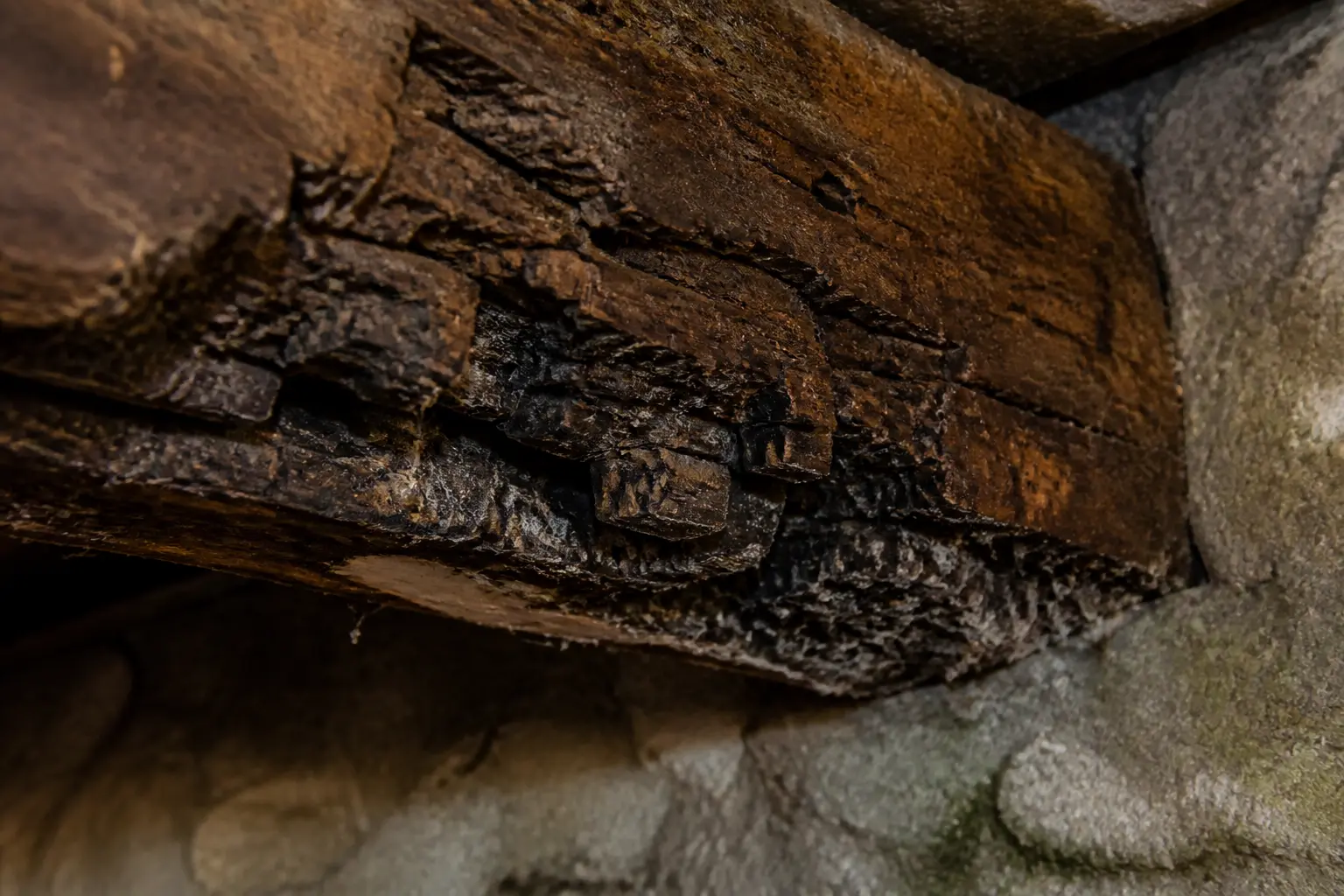 Coniophore des caves sur poutre de cave humide, bois brun pourri, filaments fongiques et mur de pierre moite