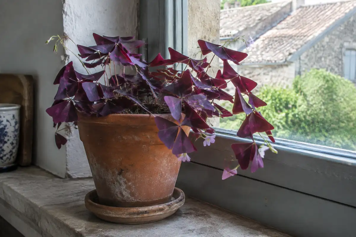 Plant d'oxalis triangularis : un rhizome qui dort un mois sans mourir, des fiches en désaccord sur la lumière, et une plante toxique pour chats et chiens