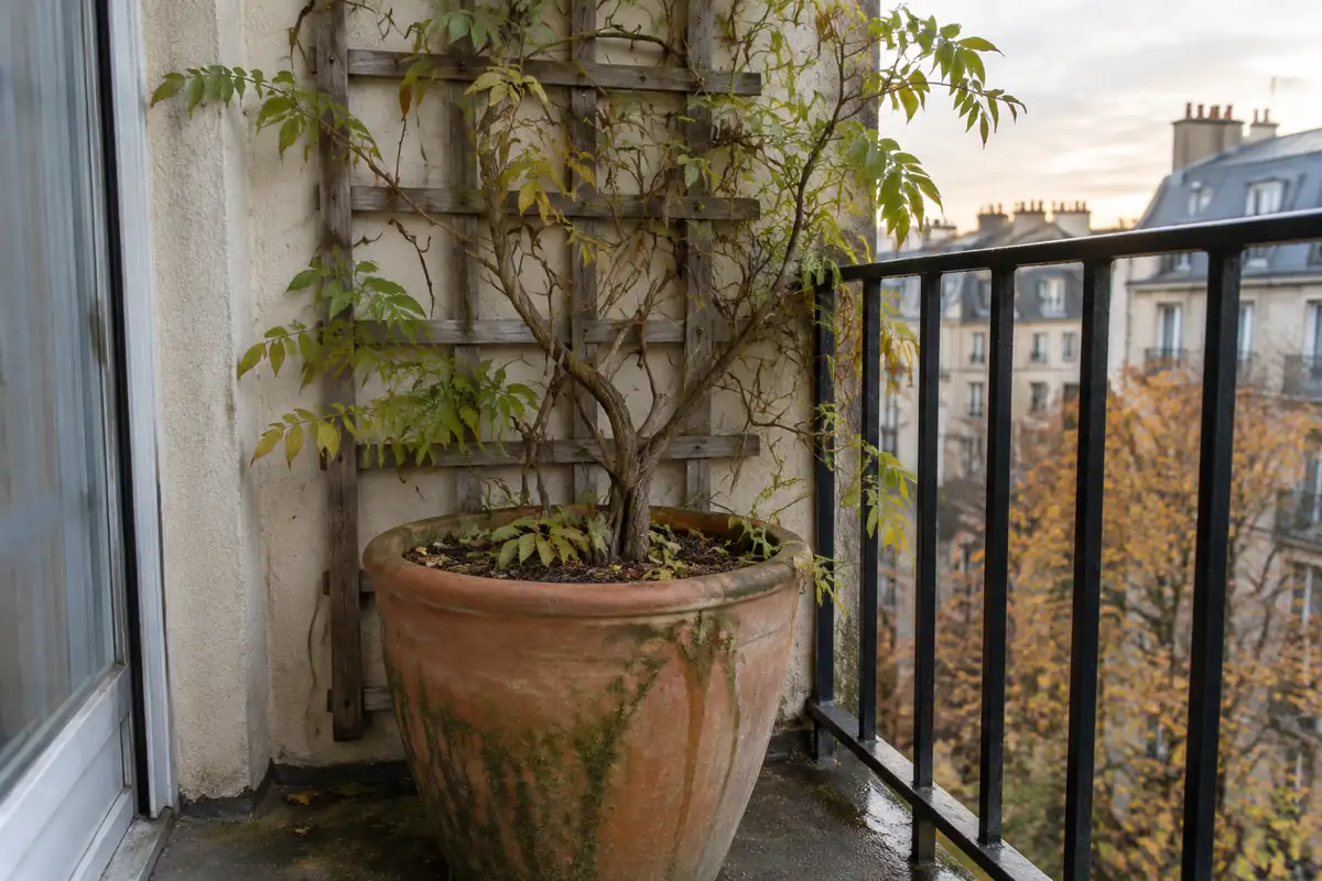 Glycine en pot : le contenant, la matière et le sujet qui décident de la floraison